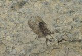 Fossil March Fly (Plecia) - Green River Formation #67638-1